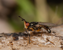 Prochyliza xanthostoma