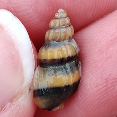 Mollusca