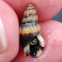 Mollusca