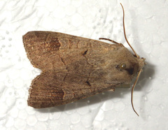 Ammoconia caecimacula