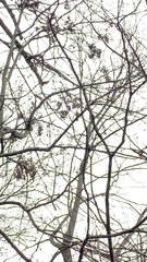 Pipilo erythrophthalmus