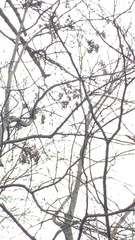 Pipilo erythrophthalmus