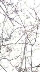 Pipilo erythrophthalmus