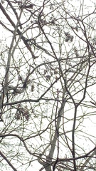 Pipilo erythrophthalmus