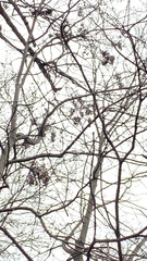 Pipilo erythrophthalmus