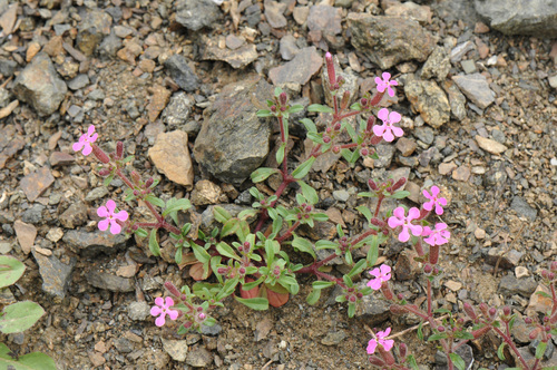 Saponaria calabrica (Saponaria calabrica)