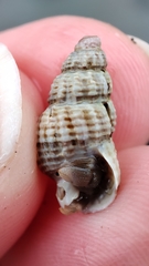 Mollusca