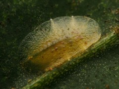 Lichtensia viburni