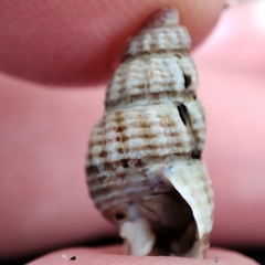 Mollusca