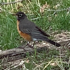 Turdus migratorius