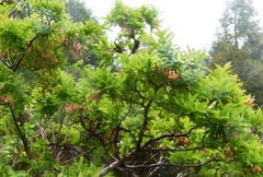 Vaccinium cylindraceum
