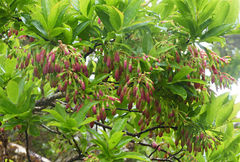 Vaccinium cylindraceum