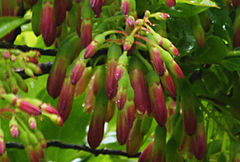 Vaccinium cylindraceum