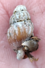 Mollusca