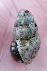 Mollusca