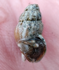 Mollusca
