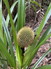 Freycinetia