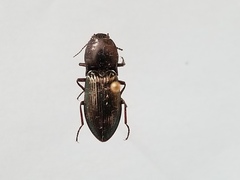 Selatosomus appropinquans