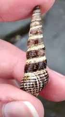 Batillaria attramentaria