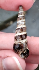 Batillaria attramentaria