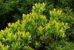 Vaccinium cylindraceum