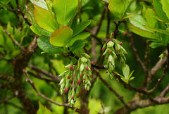 Vaccinium cylindraceum