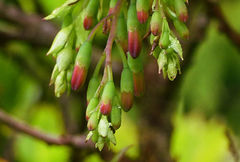 Vaccinium cylindraceum