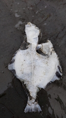 Platichthys stellatus
