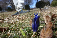 Gentiana acaulis