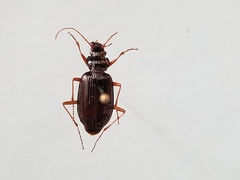 Nebria obliqua