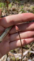 Rhododendron oblongifolium