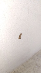 Lepidoptera