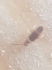 Entomobrya albocincta