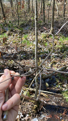 Rhododendron oblongifolium