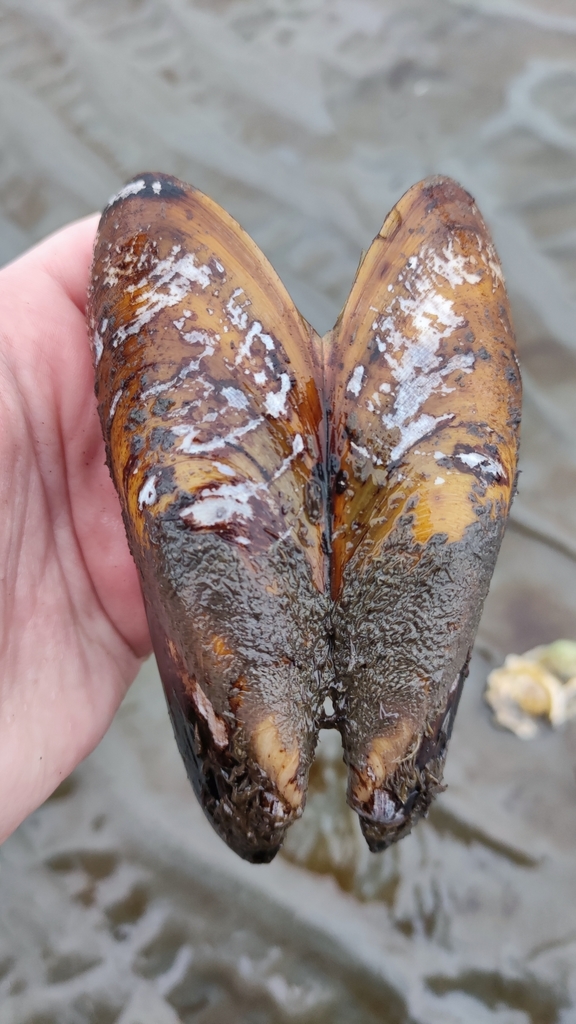 straight horsemussel