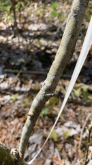 Rhododendron oblongifolium