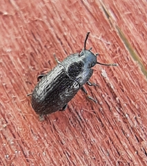 Blapstinus metallicus