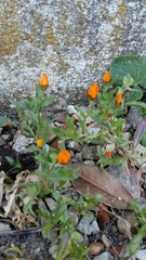 Calendula arvensis