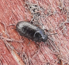 Blapstinus metallicus