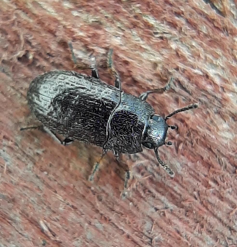 Blapstinus metallicus