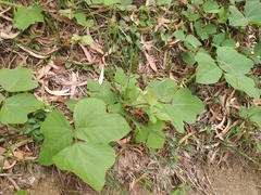 Pueraria montana lobata