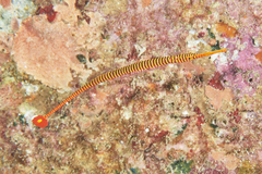 Dunckerocampus pessuliferus
