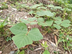 Pueraria montana lobata