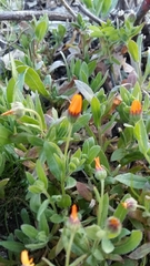 Calendula arvensis
