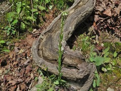 Borodinia missouriensis
