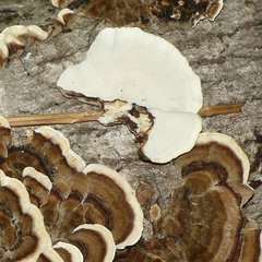 Trametes versicolor image