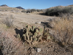 Opuntia diploursina