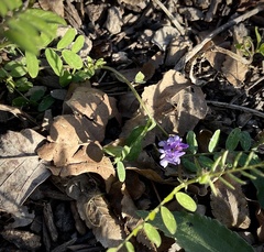 Astragalus nuttallianus