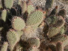 Opuntia diploursina