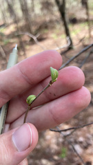 Castanea pumila